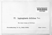 Leptosphaeria doliolum image